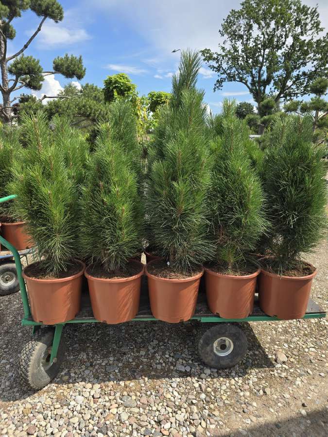 Pušis juodoji Green Tower (Pinus nigra) - nuotraukos Nr. 4