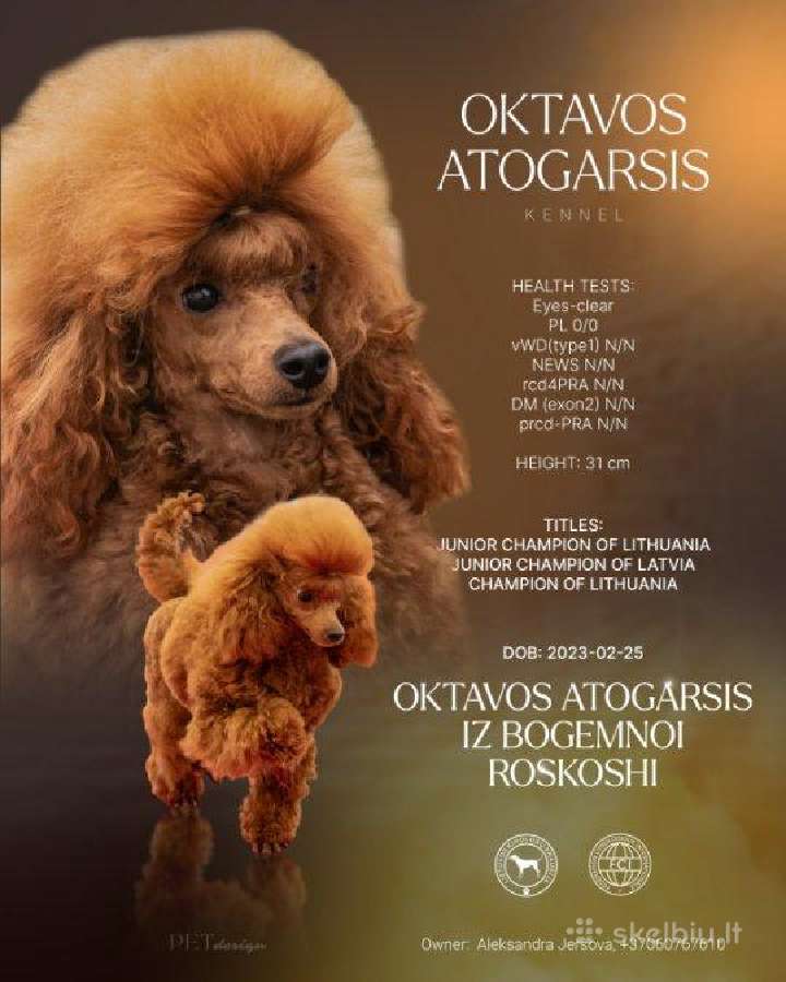 Nykštukinis pudelis kergimui