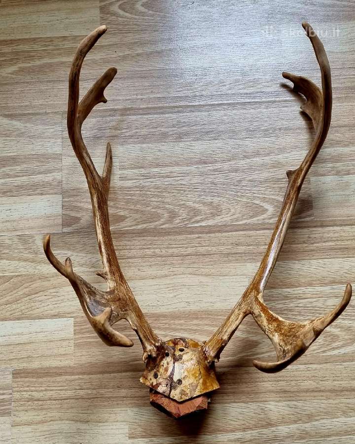 Ragai, matmenys nurodyti nuotraukose.