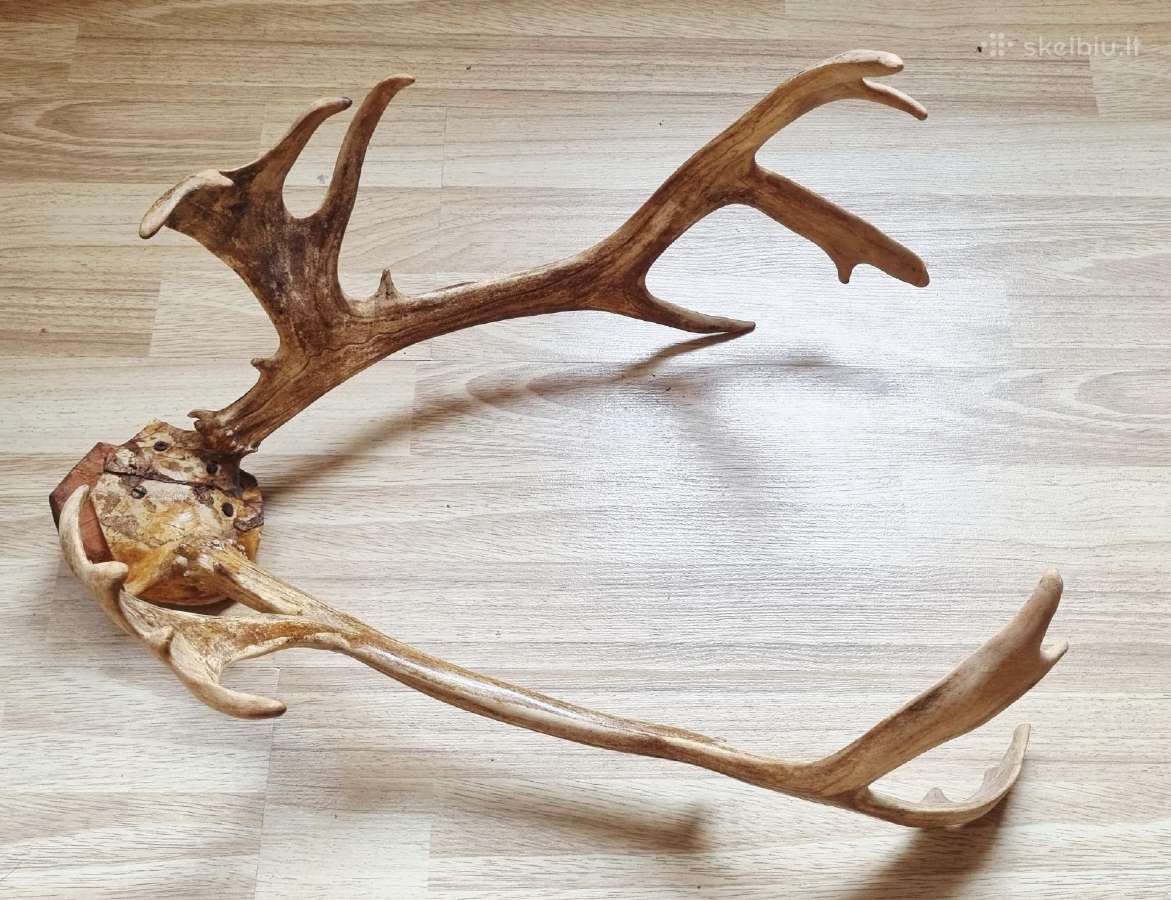 Ragai, matmenys nurodyti nuotraukose. - nuotraukos Nr. 4