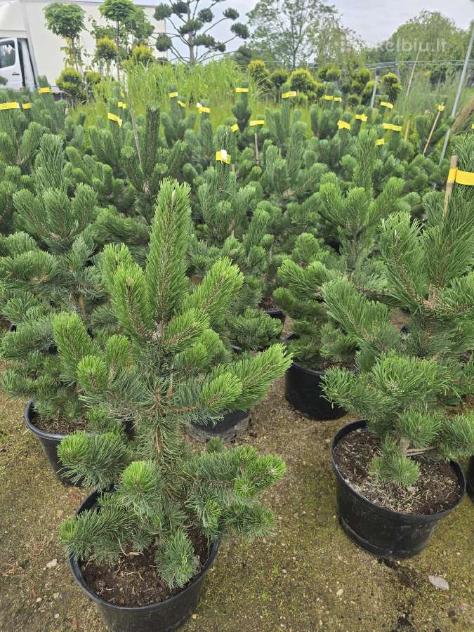 Pušis juodoji (Pinus nigra) 'Oregon Green' - nuotraukos Nr. 3