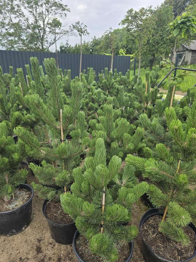 Pušis juodoji (Pinus nigra) 'Oregon Green' - nuotraukos Nr. 4