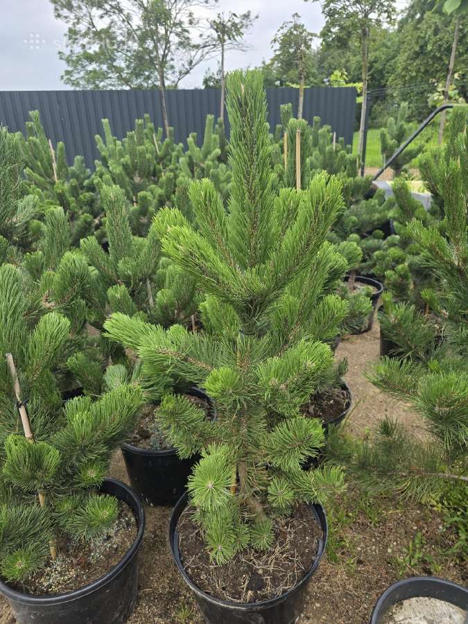 Pušis juodoji (Pinus nigra) 'Oregon Green' - nuotraukos Nr. 5