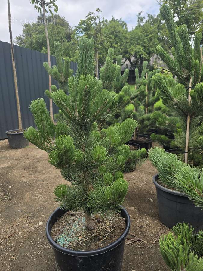 Pušis juodoji (Pinus nigra) 'Oregon Green' - nuotraukos Nr. 7