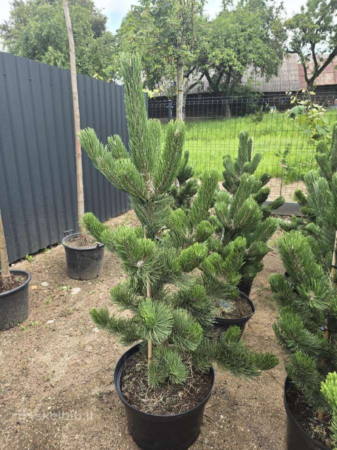 Pušis juodoji (Pinus nigra) 'Oregon Green' - nuotraukos Nr. 8
