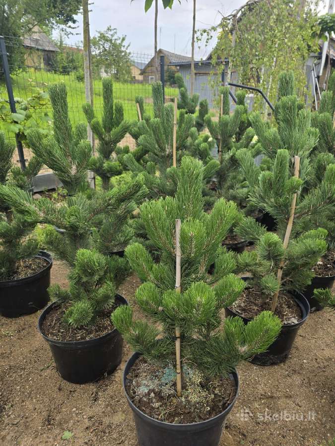 Pušis juodoji (Pinus nigra) 'Oregon Green' - nuotraukos Nr. 9