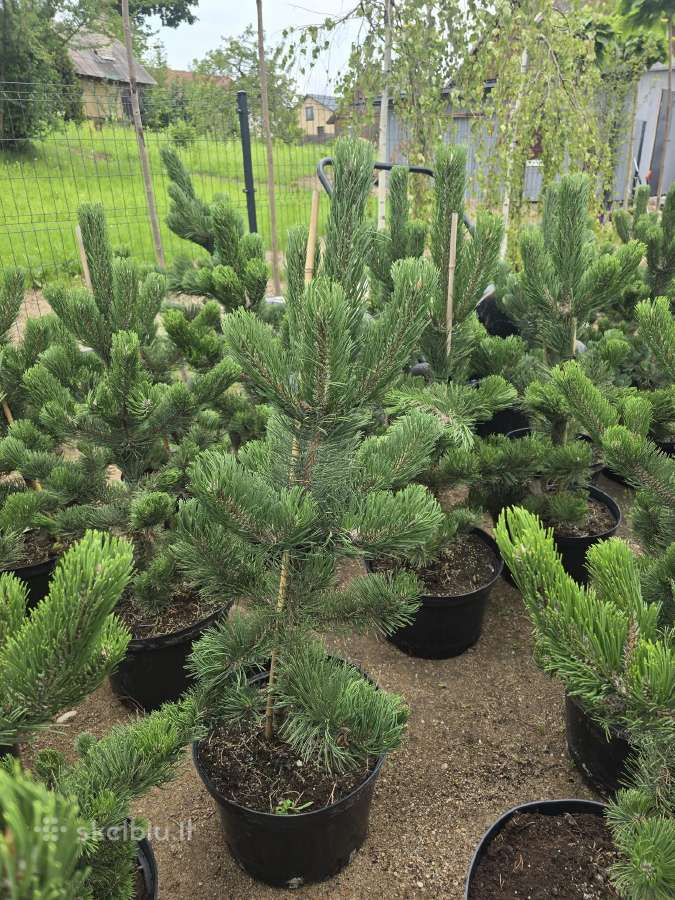 Pušis juodoji (Pinus nigra) 'Oregon Green' - nuotraukos Nr. 10