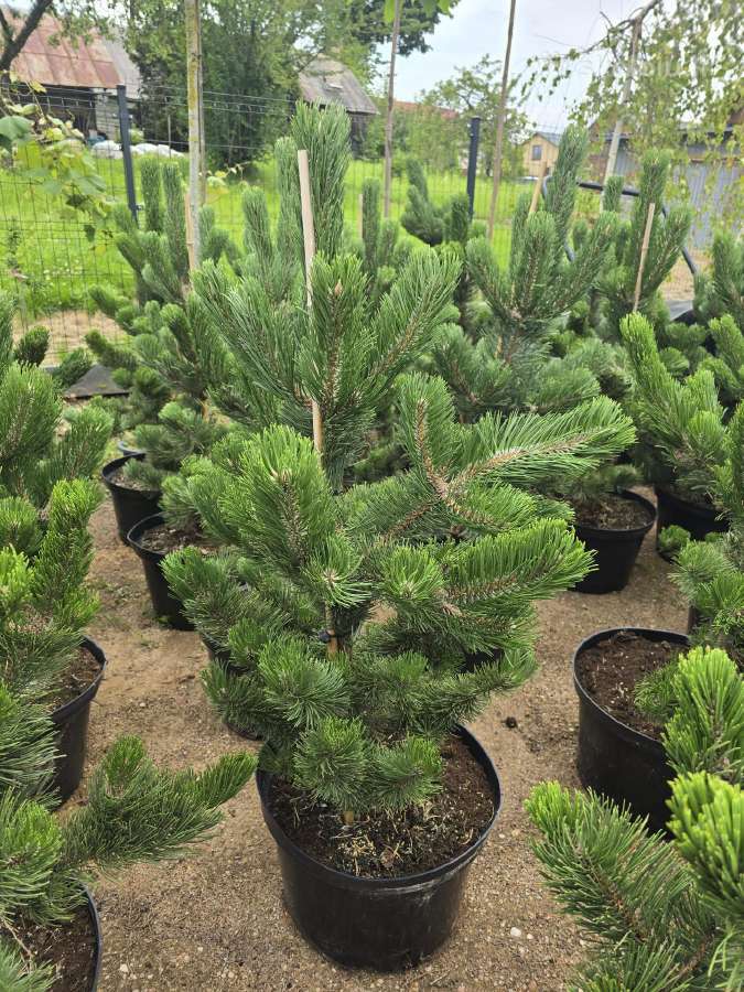 Pušis juodoji (Pinus nigra) 'Oregon Green'