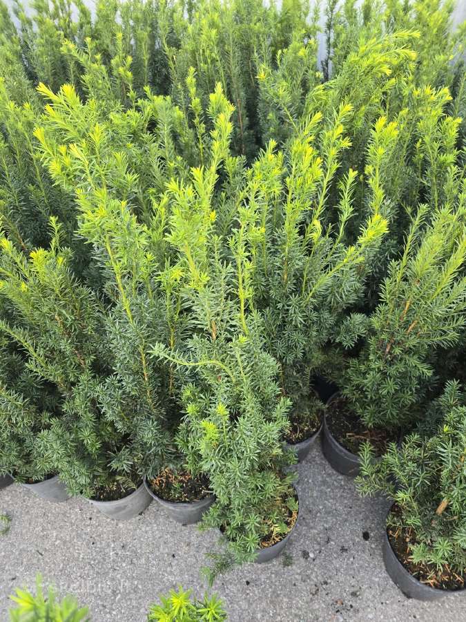 Kukmedis Hicksii auginta vazone, - nuotraukos Nr. 4