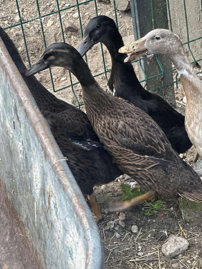 Indijos begiku poryte