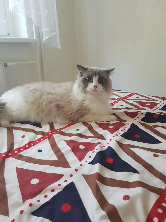 Ragdoll - nuotraukos Nr. 5