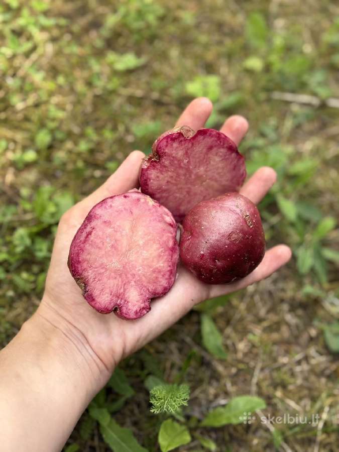 Egzotinės bulvės Blue Star,mulberry Beauty - nuotraukos Nr. 2