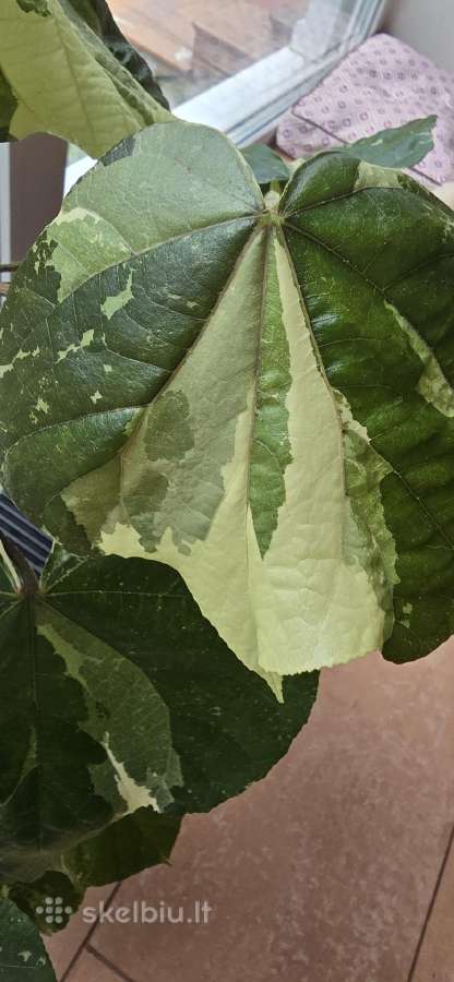 Hibiscus Tiliaceus variegata