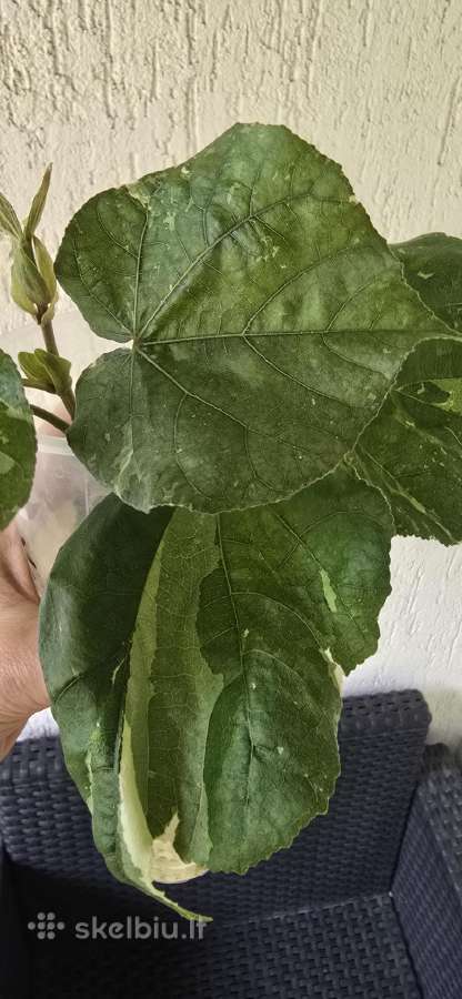 Hibiscus Tiliaceus variegata - nuotraukos Nr. 2