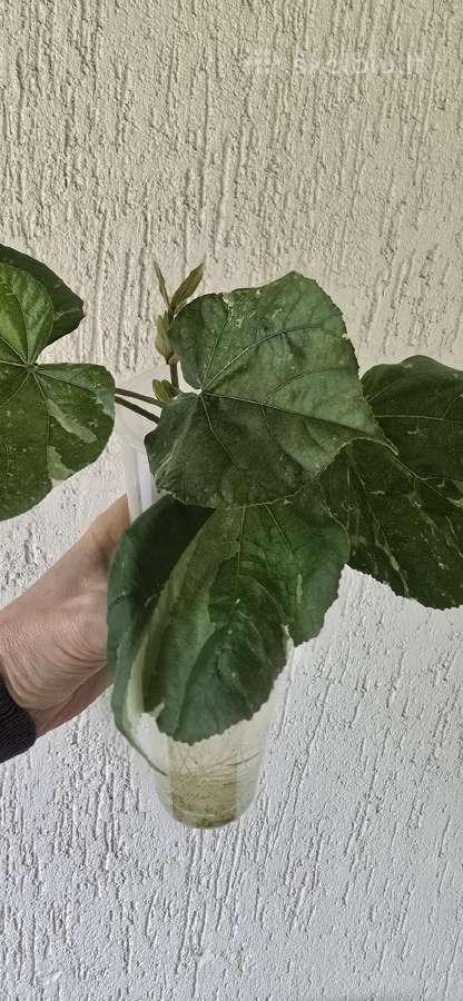 Hibiscus Tiliaceus variegata - nuotraukos Nr. 3
