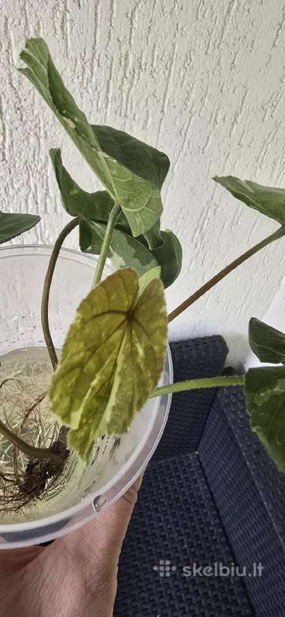 Hibiscus Tiliaceus variegata - nuotraukos Nr. 4