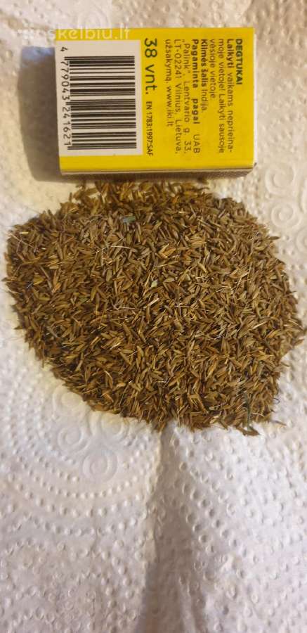 Kiaulpienių sėklos.taraxacum officinale.dandelion - nuotraukos Nr. 2