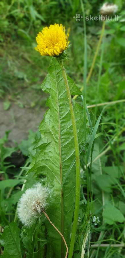 Kiaulpienių sėklos.taraxacum officinale.dandelion - nuotraukos Nr. 4