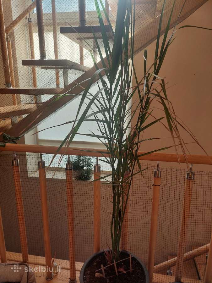 Parduodu palme