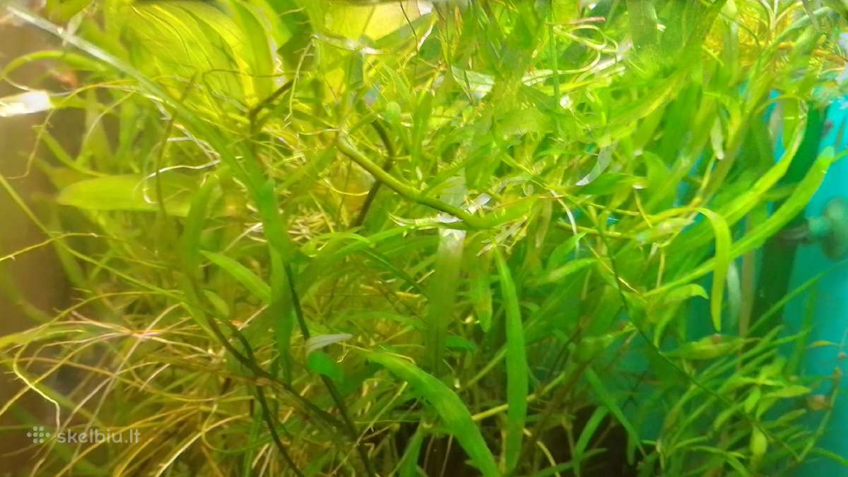 Akvariumo augalai pigiai, Easy-life Profito trąšos - nuotraukos Nr. 3