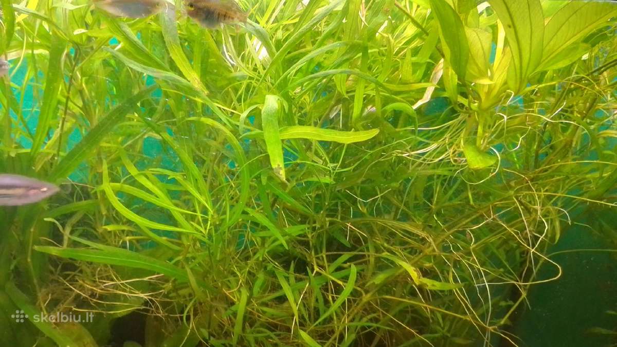 Akvariumo augalai pigiai, Easy-life Profito trąšos