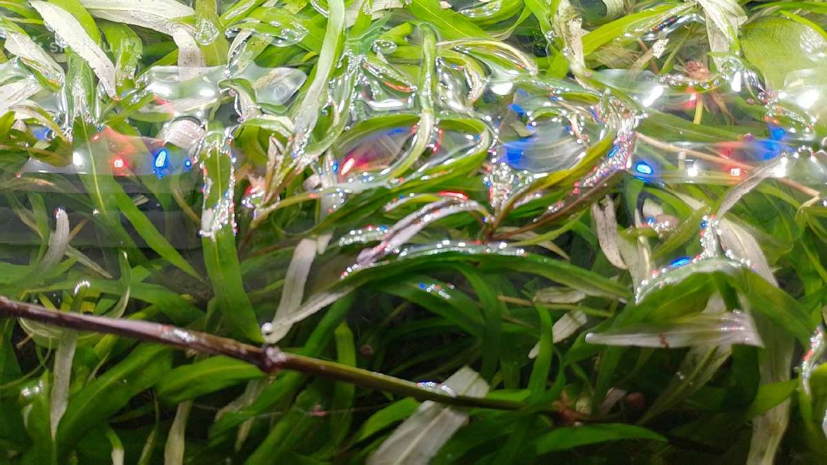 Akvariumo augalai pigiai, Easy-life Profito trąšos - nuotraukos Nr. 2