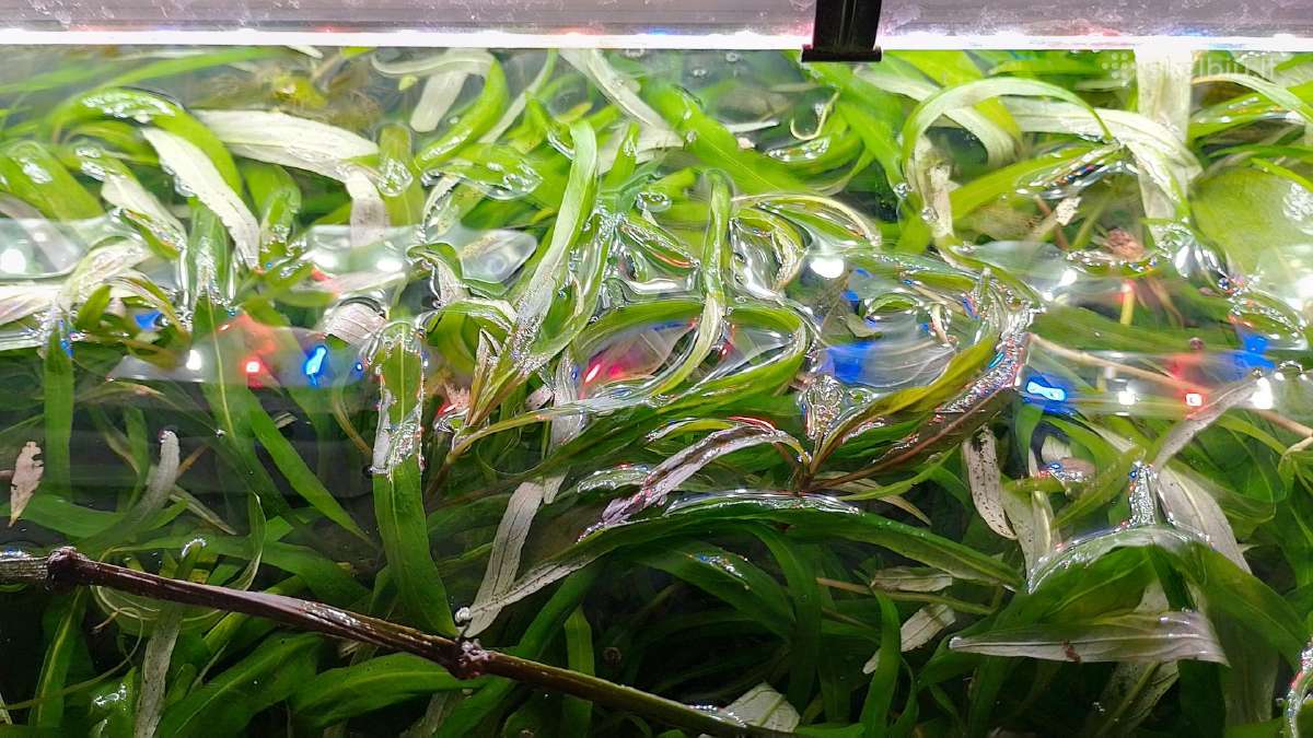 Akvariumo augalai pigiai, Easy-life Profito trąšos - nuotraukos Nr. 4