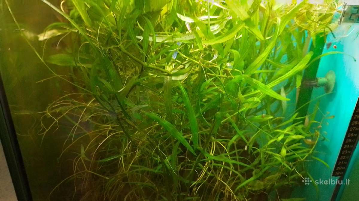 Akvariumo augalai pigiai, Easy-life Profito trąšos - nuotraukos Nr. 5