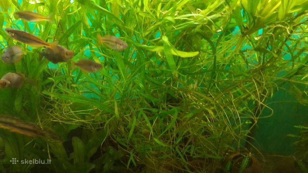 Akvariumo augalai pigiai, Easy-life Profito trąšos - nuotraukos Nr. 6