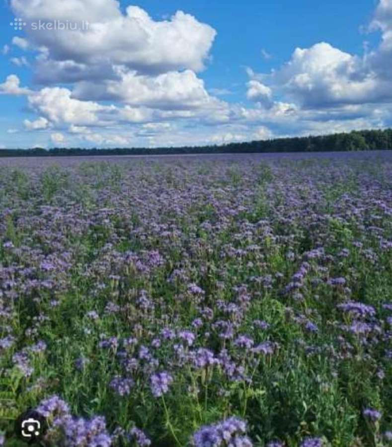 Garstyčios+ridikai ir kiti įvairūs posėlių mišinia