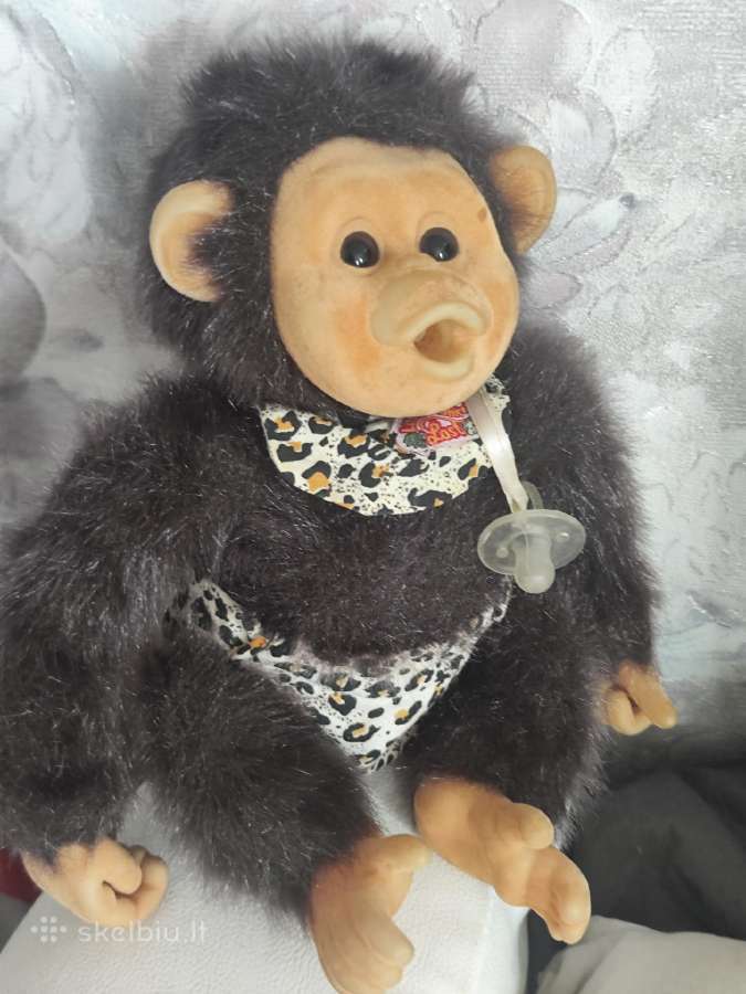 Labai isdykus beždžionė Luna ji moka cypseti. Moka - nuotraukos Nr. 6