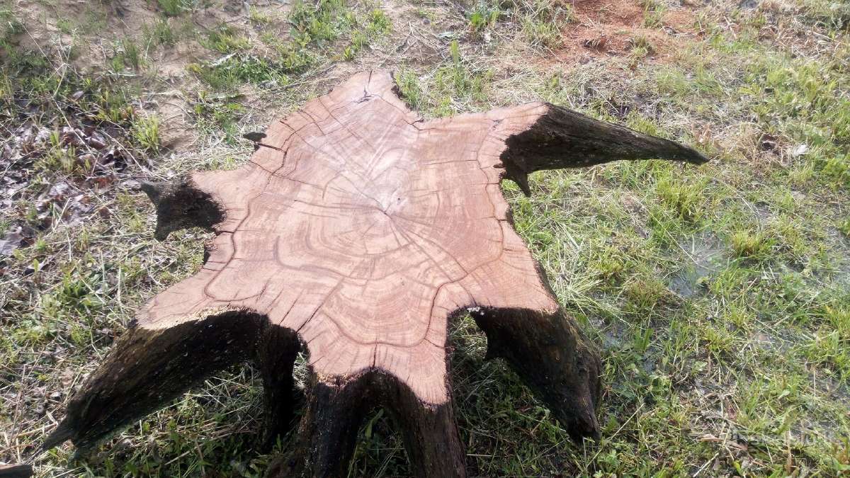 Džiovinti medžio ruošiniai ir storlentės - nuotraukos Nr. 8