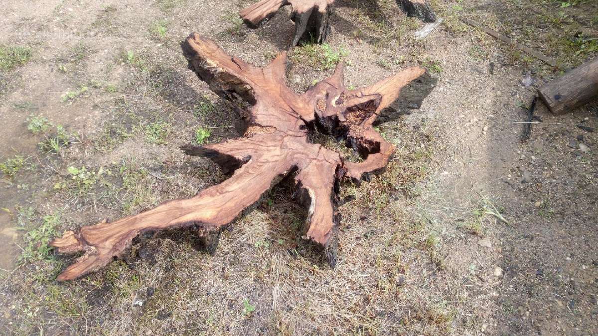 Džiovinti medžio ruošiniai ir storlentės - nuotraukos Nr. 6