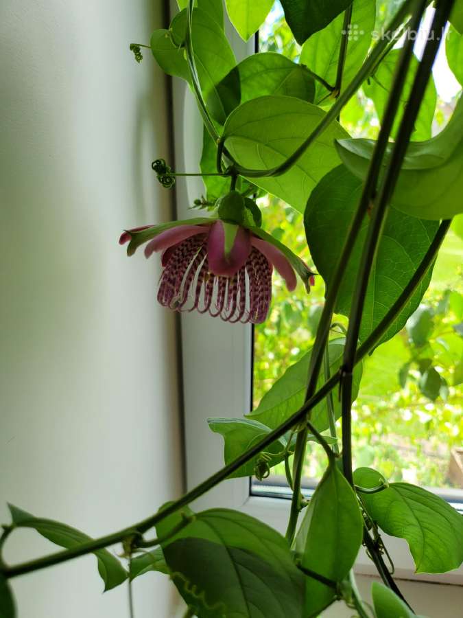 Passiflora "Alata Linhares" Parduodama - nuotraukos Nr. 3