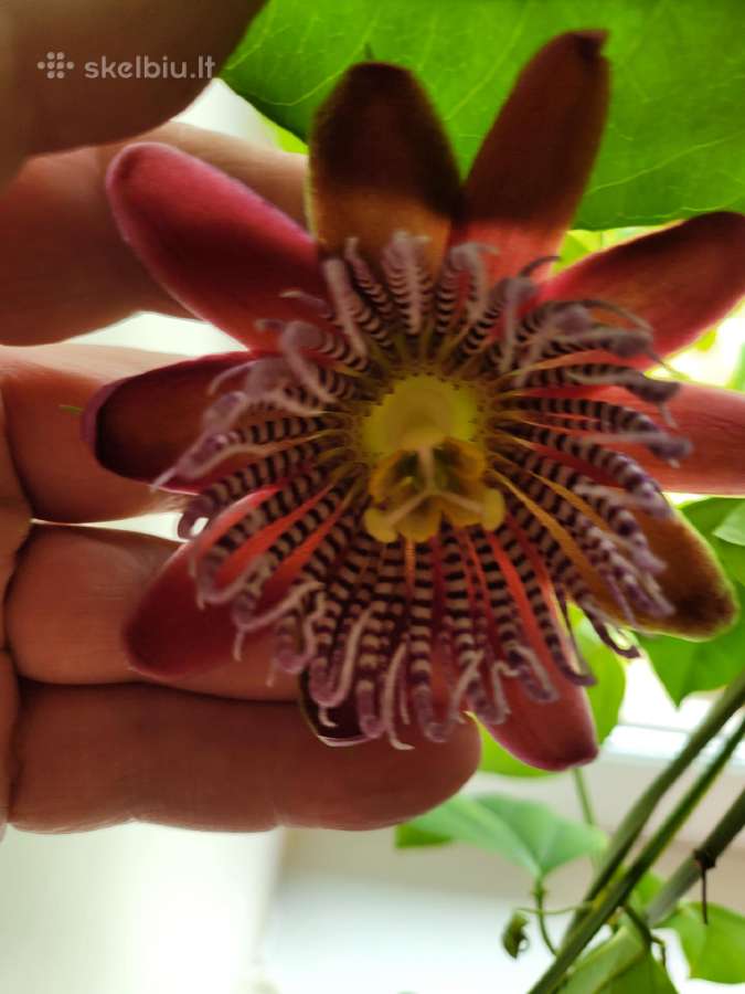 Passiflora "Alata Linhares" Parduodama - nuotraukos Nr. 2