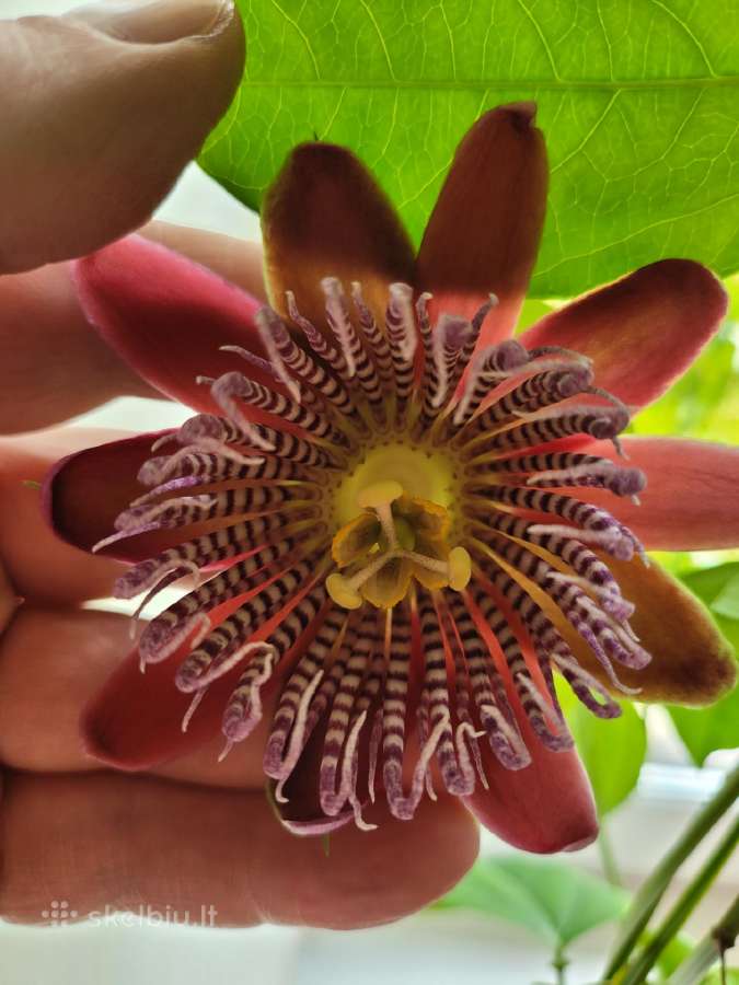 Passiflora "Alata Linhares" Parduodama - nuotraukos Nr. 4