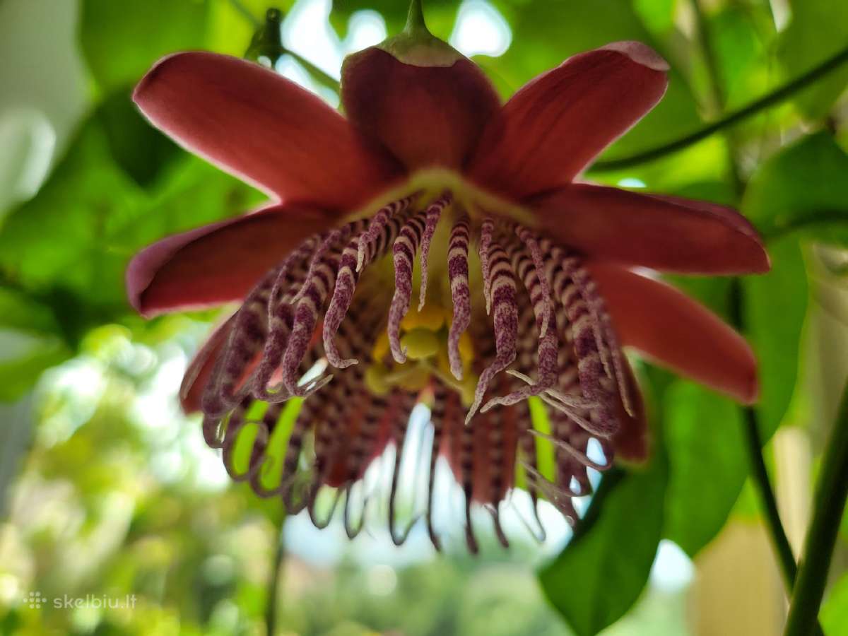 Passiflora "Alata Linhares" Parduodama - nuotraukos Nr. 5