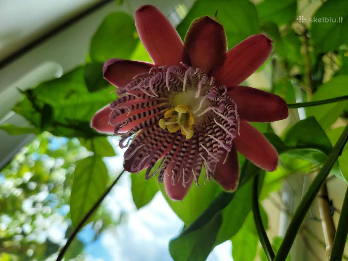 Passiflora "Alata Linhares" Parduodama