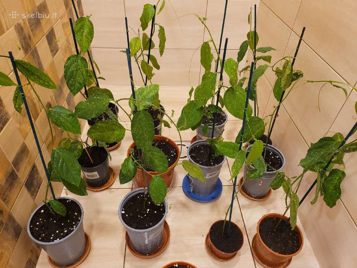 Passiflora "Alata Linhares" Parduodama - nuotraukos Nr. 6