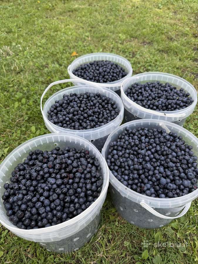 Parduodamos Miško Mėlynės 1l-8eur
