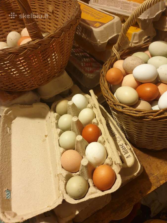 Rinkitės laisvėje auginamų vištų kiaušinius - nuotraukos Nr. 2