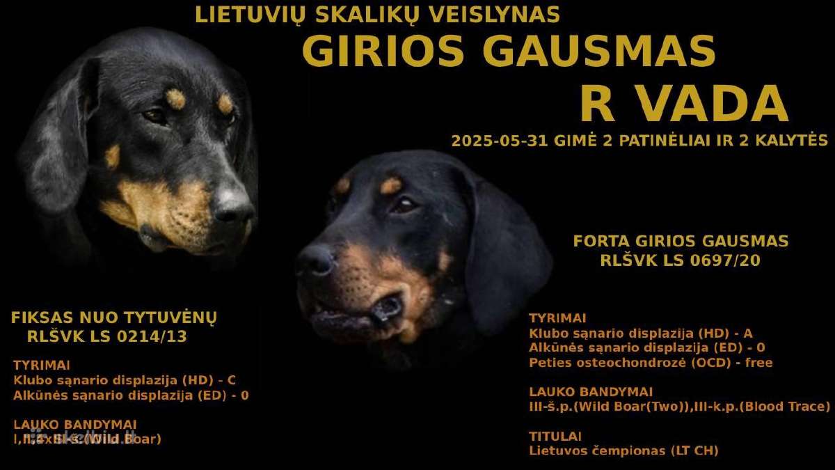 Lietuvių skalikų šuniukai