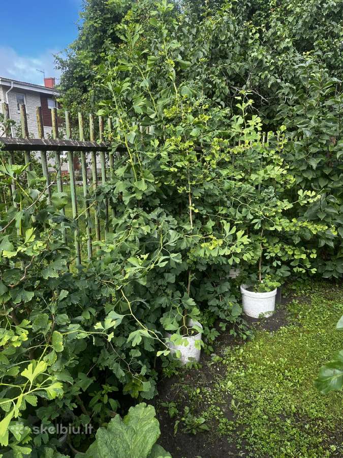 Parduodami ginkmedžių sodinukai - nuotraukos Nr. 2