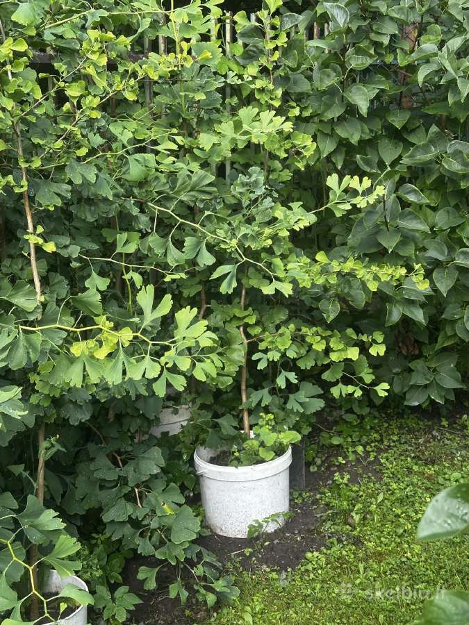 Parduodami ginkmedžių sodinukai - nuotraukos Nr. 3