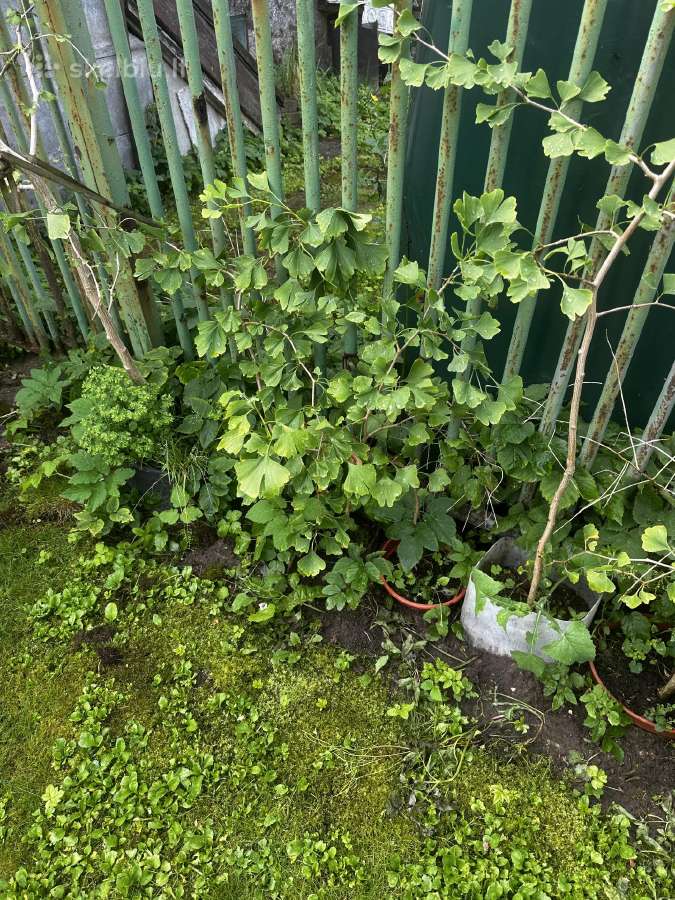 Parduodami ginkmedžių sodinukai - nuotraukos Nr. 5