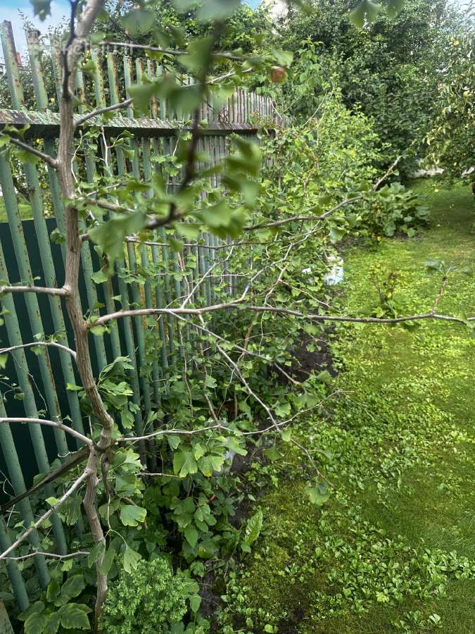 Parduodami ginkmedžių sodinukai - nuotraukos Nr. 6