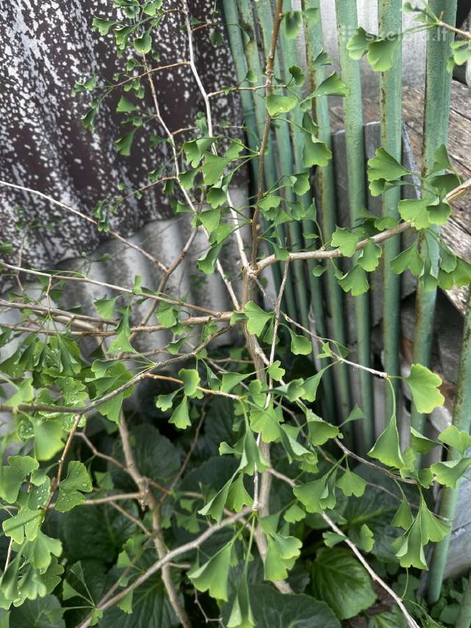 Parduodami ginkmedžių sodinukai - nuotraukos Nr. 7