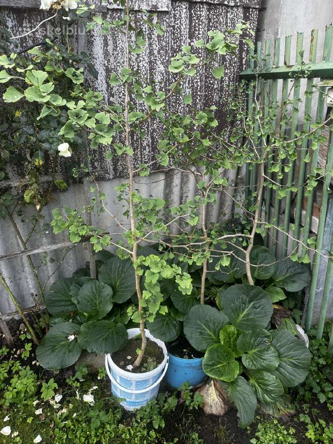 Parduodami ginkmedžių sodinukai - nuotraukos Nr. 8