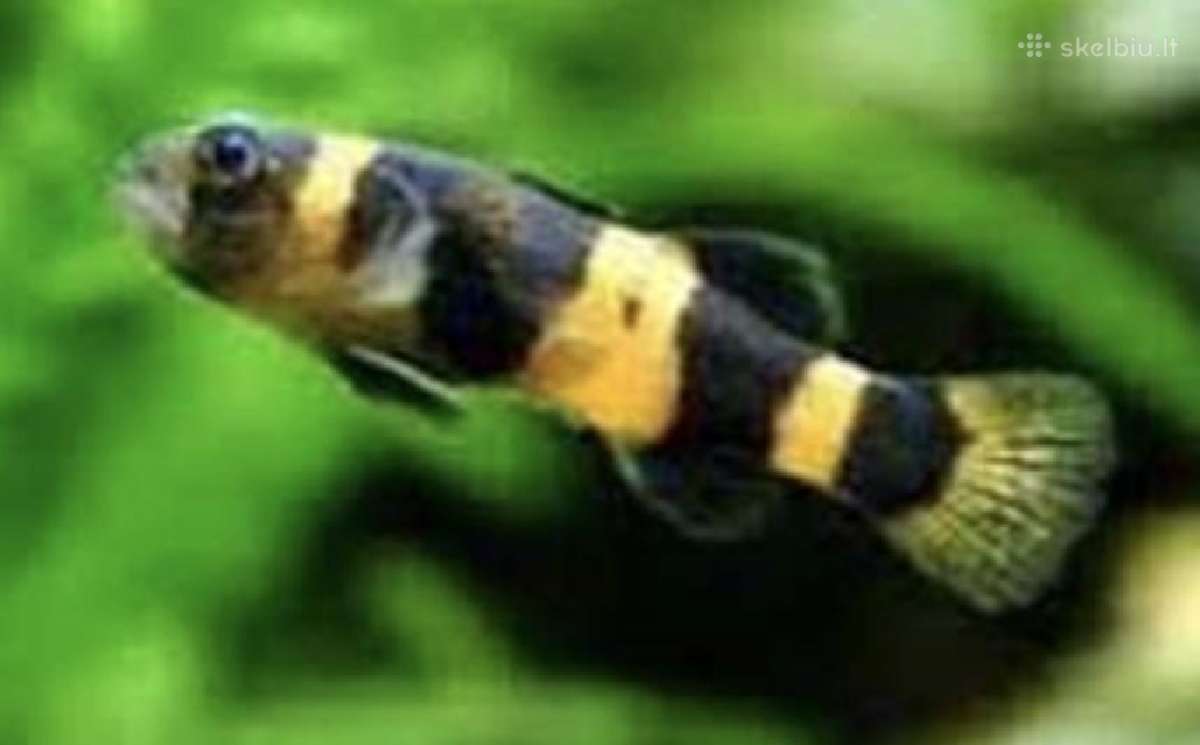 Įv. akvariuminės žuvelės Šiauliuose - nuotraukos Nr. 19
