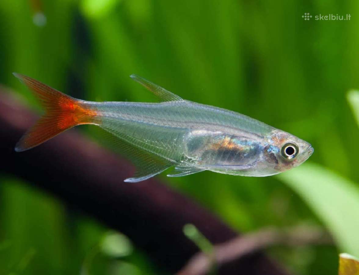 Įv. akvariuminės žuvelės Šiauliuose - nuotraukos Nr. 20